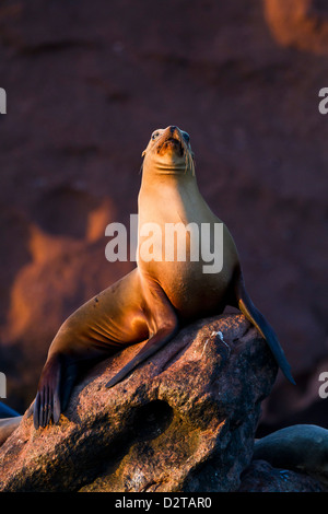 De Californie (Zalophus californianus), couple sitting in Beach Chairs, Baja California Sur, Golfe de Californie (Mer de Cortez), Mexique Banque D'Images