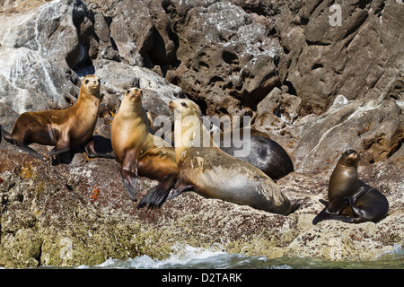 L'otarie de Californie (Zalophus californianus), couple sitting in Beach Chairs, Baja California Sur, Golfe de Californie (Mer de Cortez), Mexique Banque D'Images