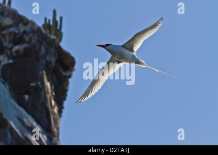 Des profils phaéton à bec rouge, Ile San Pedro Martir, Golfe de Californie (Mer de Cortez), Baja California, Mexique Banque D'Images