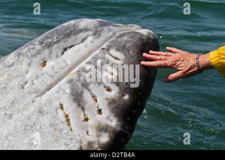 Californie (Baleine grise Eschrichtius robustus) touché par observation des baleines, la lagune de San Ignacio, Baja California Sur, Mexique Banque D'Images