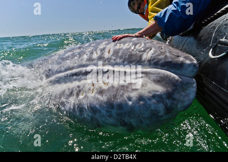 California baleine grise (Eschrichtius robustus) et excité d'observateurs de baleines, la lagune de San Ignacio, Baja California Sur, Mexique Banque D'Images