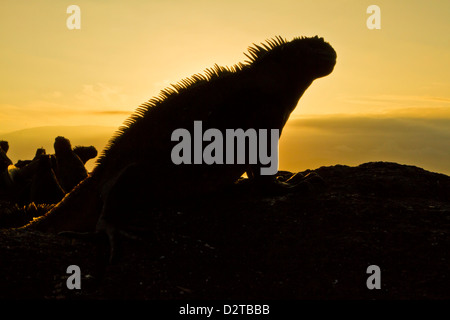 Iguane marin des Galapagos (Amblyrhynchus cristatus), l'île de Fernandina, îles Galapagos, Equateur Banque D'Images