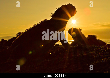 Iguane marin des Galapagos (Amblyrhynchus cristatus), l'île de Fernandina, îles Galapagos, Equateur Banque D'Images