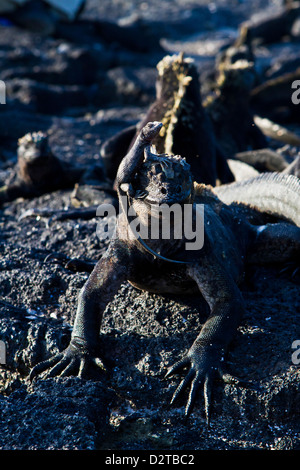 Iguane marin des Galapagos (Amblyrhynchus cristatus), l'île de Fernandina, îles Galapagos, Equateur Banque D'Images