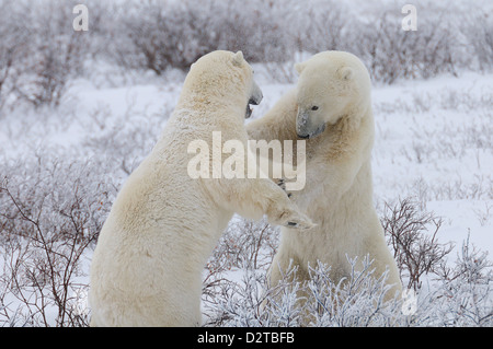 Les ours polaires de Wapusk National Park, sparring, Manitoba, Canada, Amérique du Nord Banque D'Images