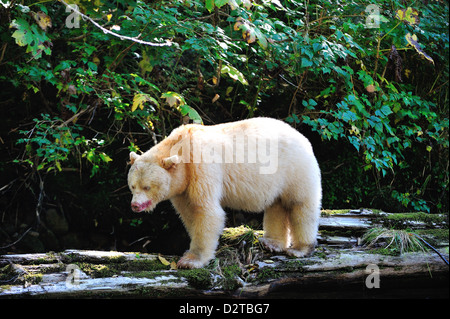 Ours Kermode (ours), la forêt pluviale de Great Bear, en Colombie-Britannique, au Canada, en Amérique du Nord Banque D'Images