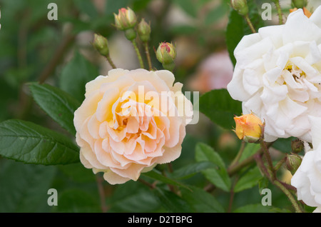 Ghislaine de Feligonde Rose Banque D'Images