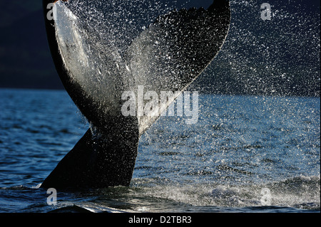Queue de baleine à bosse, la forêt pluviale de Great Bear, en Colombie-Britannique, au Canada, en Amérique du Nord Banque D'Images