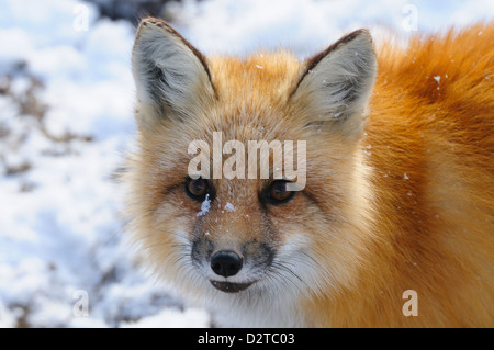 Le renard roux, le parc national Wapusk, Manitoba, Canada, Amérique du Nord Banque D'Images