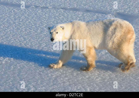 L'ours polaire sur la neige fraîche, le parc national Wapusk, Manitoba, Canada, Amérique du Nord Banque D'Images