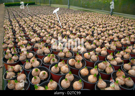 Bulbes de jacinthe en pot en pépinière Le Jardin fin janvier Banque D'Images