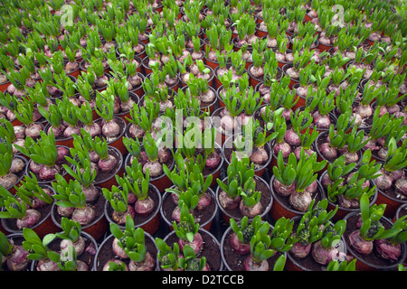 Bulbes de jacinthe en pot en pépinière Le Jardin fin janvier Banque D'Images