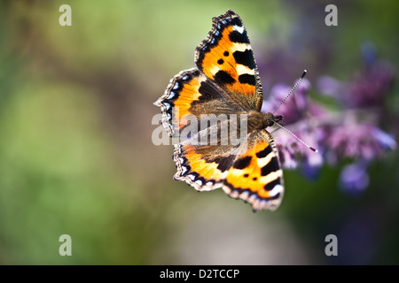 Les petites écailles de papillon, Aglais urticae, dans un jardin à Krapfoss dans Moss kommune, Østfold fylke, la Norvège. Banque D'Images