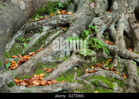 Le système racine torsadée d'un ancien chêne arbre avec les feuilles d'automne et vert fougères poussant parmi eux, Harlestone Firs, Northamptonshire, Angleterre Banque D'Images