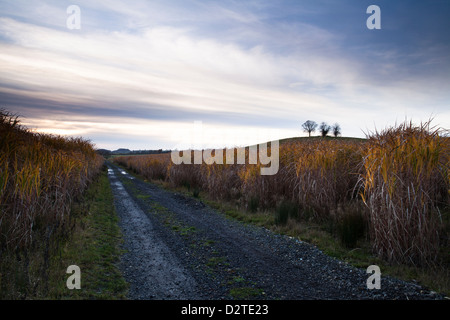 Une piste de ferme (partie de Macmillan Way chemin) coupe à travers une récolte de Miscanthus (herbe à éléphant) en novembre près de Holdenby dans le Northamptonshire, Angleterre Banque D'Images