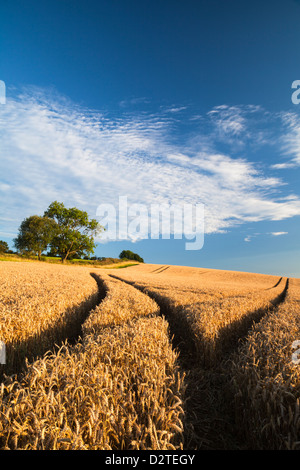 Traces de roues dans un champ de blé doré mûri dans la chaude soirée de lumière sur une pente raide près de Brixworth, Northamptonshire, Angleterre Banque D'Images