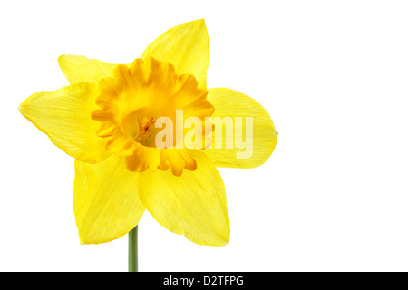 Seul jaune jonquille isolated over the white background Banque D'Images