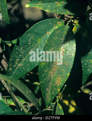 Moules d'agrumes les cochenilles, Lepidosphes beckii, suçant d'insectes nuisibles sur les feuilles d'un arbre orange, Maroc Banque D'Images