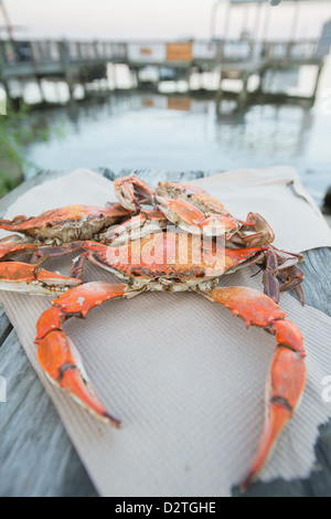 Les crabes à la vapeur avec assaisonnement Old Bay sur une jetée par le rivage Banque D'Images