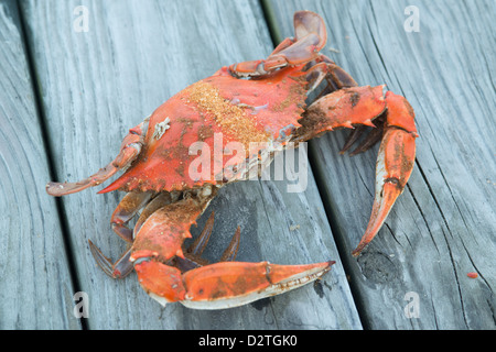 Les crabes à la vapeur avec assaisonnement Old Bay sur une jetée par le rivage Banque D'Images