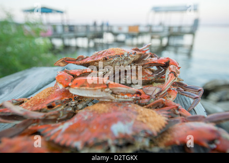 Les crabes à la vapeur avec assaisonnement Old Bay sur une jetée par le rivage Banque D'Images