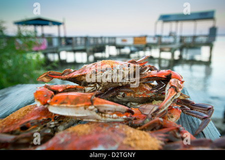 Les crabes à la vapeur avec assaisonnement Old Bay sur une jetée par le rivage Banque D'Images