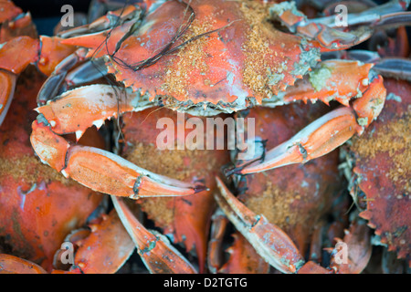 Les crabes à la vapeur avec assaisonnement Old Bay sur une jetée par le rivage Banque D'Images