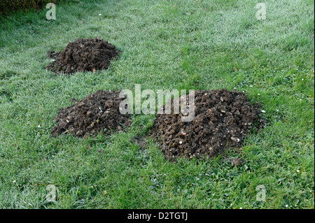 Taupinières fraîches dans un jardin pelouse dans un hiver humide Banque D'Images