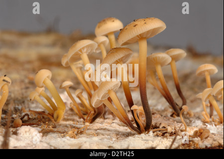 Bonnet en cluster, Mycena inclinata, groupes de champignons poussant sur un rondin de bois de chêne Banque D'Images