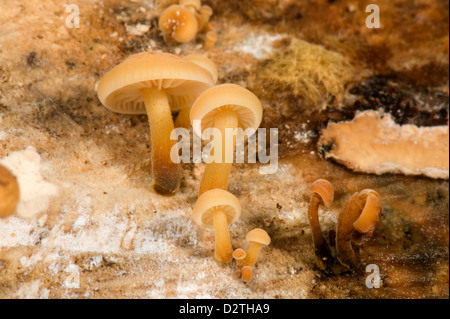 Bonnet en cluster, Mycena inclinata, groupes de champignons poussant sur un rondin de bois de chêne Banque D'Images