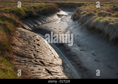 Vasière à marée dans les marais de sel Verdronken Land van Saeftinghe, estuaire de l'Escaut occidental en Belgique / Pays-Bas Banque D'Images