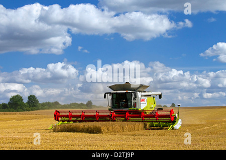 Agriculteur de moissonneuse-batteuse, la récolte de céréales de blé / blé domaine des terres agricoles de l'été Banque D'Images
