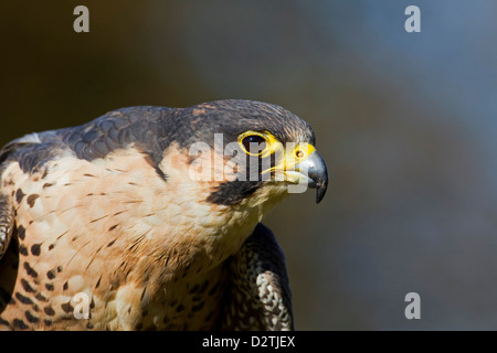 Le faucon pèlerin (Falco peregrinus) portrait Banque D'Images