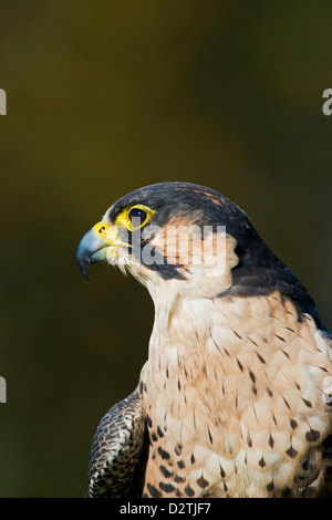 Le faucon pèlerin (Falco peregrinus) portrait Banque D'Images