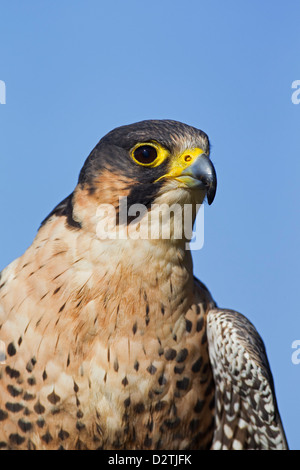 Le faucon pèlerin (Falco peregrinus) portrait Banque D'Images