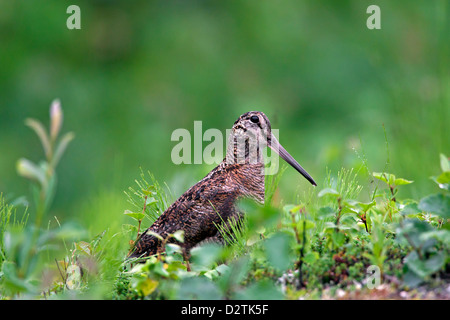 Bécasse des bois (Scolopax rusticola) sous la pluie Banque D'Images