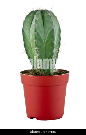 Une photo d'un petit cactus dans un pot Banque D'Images