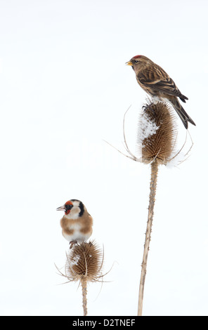 Sizerin flammé (Carduelis cabaret moindre) et Chardonneret (Carduelis carduelis) sur la neige couverts cardère (Dipsacus fullonum) l'hiver. Uk Banque D'Images
