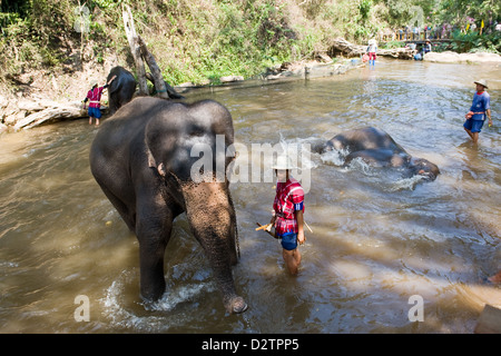 Chiang Mai, Thaïlande, les éléphants sont lavés dans les gardiens par √ Grippe ü Banque D'Images