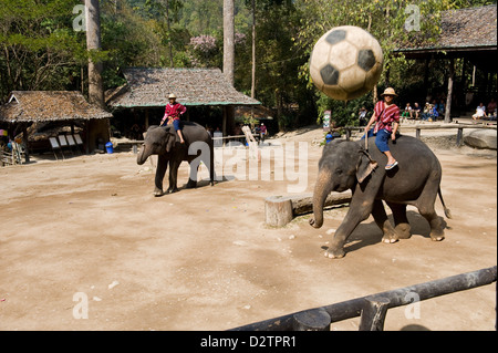 Chiang Mai, Thaïlande, les éléphants jouent au football Banque D'Images