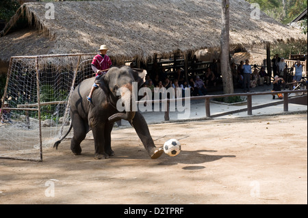 Chiang Mai, Thaïlande, les éléphants jouent au football Banque D'Images