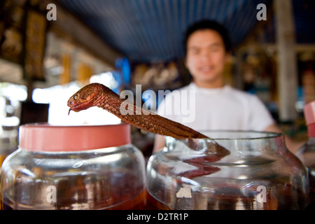 Donsao, Laos, un serpent marinés est tiré d'une cuve Banque D'Images