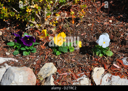 Pensées plantées dans le jardin Banque D'Images