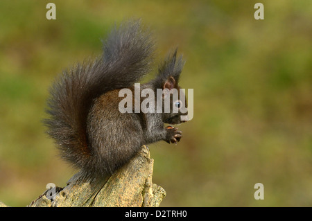 Eichhoernchen (Sciurus vulgaris) Red Squirrel • Ostalbkreis, Bade-Wurtemberg, Allemagne Banque D'Images