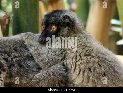 Brun commun lémuriens, l'Eulemur fulvus, Lemuridae, primates. Madagascar, l'Afrique. Banque D'Images