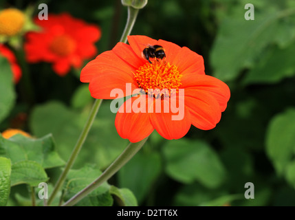 Tournesol mexicain, Clavel de Muerto, Mexican-Sunflower Red-Sunflower Tithonia rotundifolia,,, de la famille des Astéracées. Le Mexique. Banque D'Images