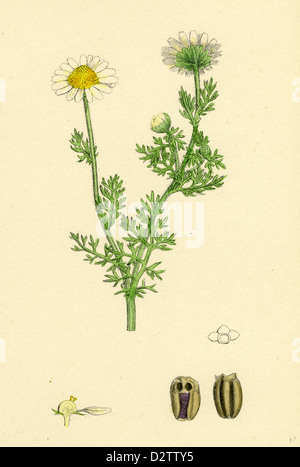 Chrysanthème inodorum, var. maritimum, Matricaire inodore camomille, var. B. Banque D'Images