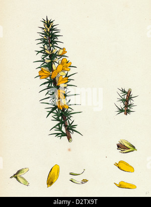 Ue-Ulex nanus ; Furze Nain Banque D'Images