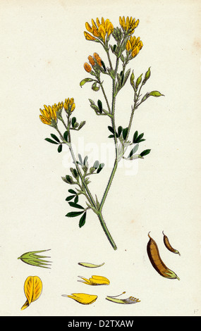 Medicago falcata-ue ; Jaune Lucerne Banque D'Images