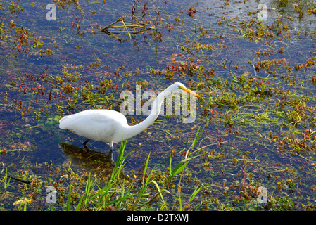 Une grande aigrette (Ardea alba) la pêche dans le marais. Le Parc National des Everglades, en Floride, aux États-Unis. Banque D'Images